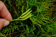 Lycopodium zanclophyllum