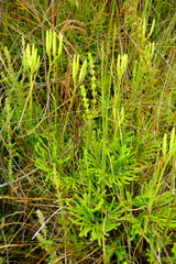 Lycopodium zanclophyllum