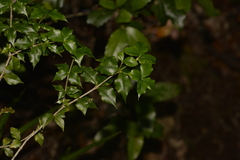Alyxia