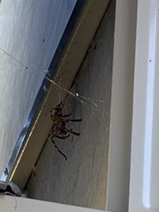 Neosparassus calligaster