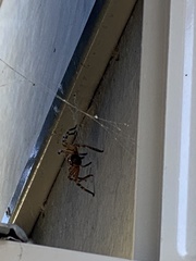 Neosparassus calligaster