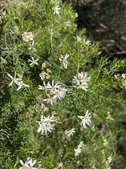Olearia glutinosa