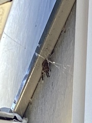 Neosparassus calligaster