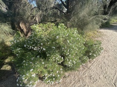 Olearia glutinosa