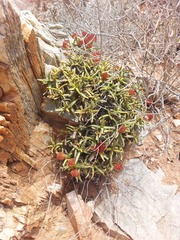Crassula macowaniana