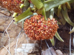 Crassula macowaniana