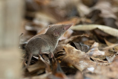 Crocidura
