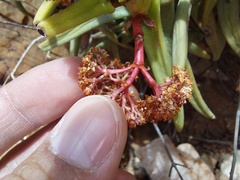 Crassula macowaniana
