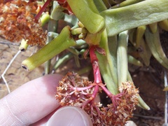 Crassula macowaniana