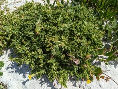 Sonchus megalocarpus