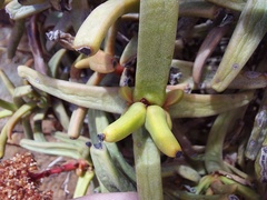 Crassula macowaniana