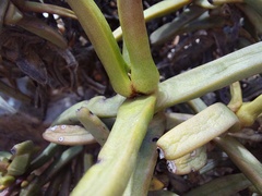 Crassula macowaniana