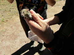 Muroidea