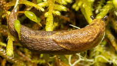 Prophysaon foliolatum