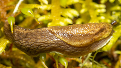 Prophysaon foliolatum