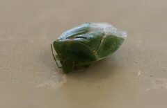 Glaucias amyoti