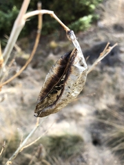 Colutea