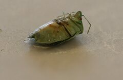 Glaucias amyoti