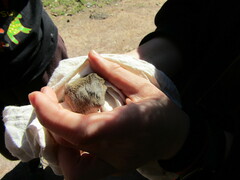 Muroidea
