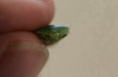 Glaucias amyoti