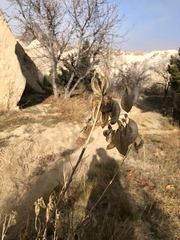 Colutea