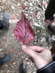Acer morrisonense
