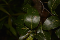 Cryptocarya foveolata