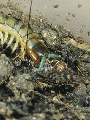 Scolopendridae
