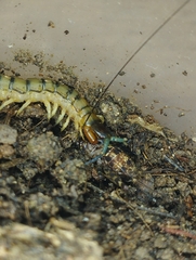 Scolopendridae