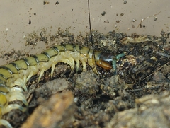 Scolopendridae