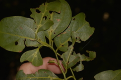 Cryptocarya foveolata