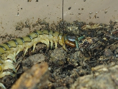 Scolopendridae