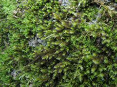 Hedwigia stellata