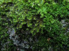 Hedwigia stellata