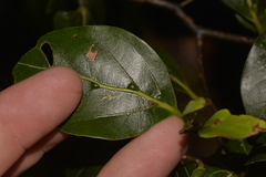 Cryptocarya foveolata