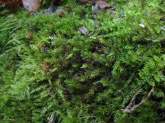 Hedwigia stellata