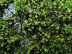 Hedwigia stellata