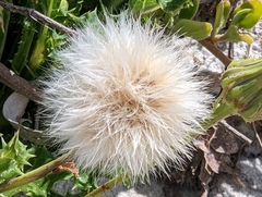 Sonchus megalocarpus