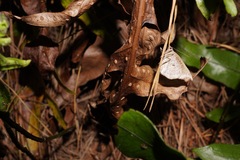 Sarisa muriferata