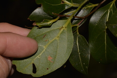 Cryptocarya foveolata