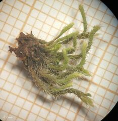 Hedwigia stellata