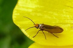 Micropterix calthella