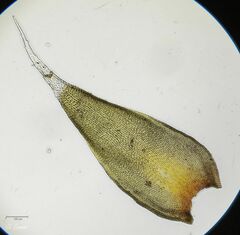 Hedwigia stellata