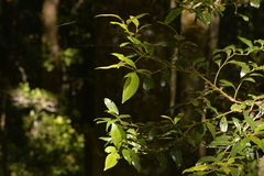 Cryptocarya nova-anglica