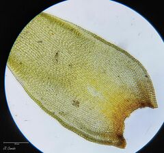 Hedwigia stellata