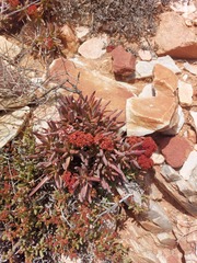 Crassula macowaniana