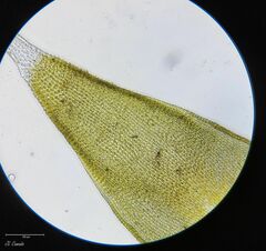 Hedwigia stellata