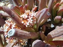 Crassula macowaniana