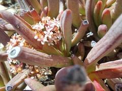 Crassula macowaniana