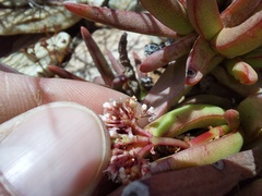 Crassula macowaniana